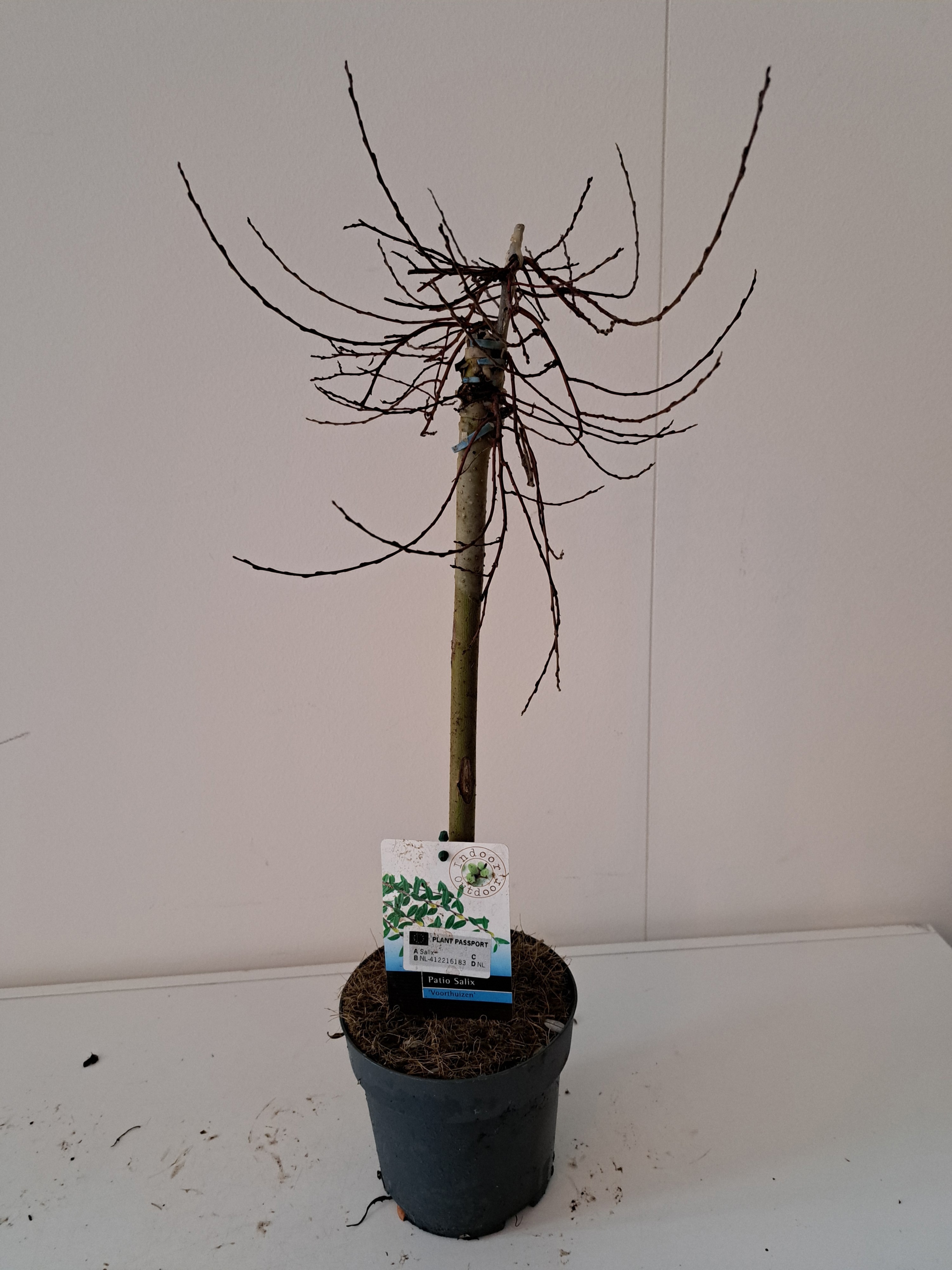 Salix repens Voorthuizen stam 40, D 14