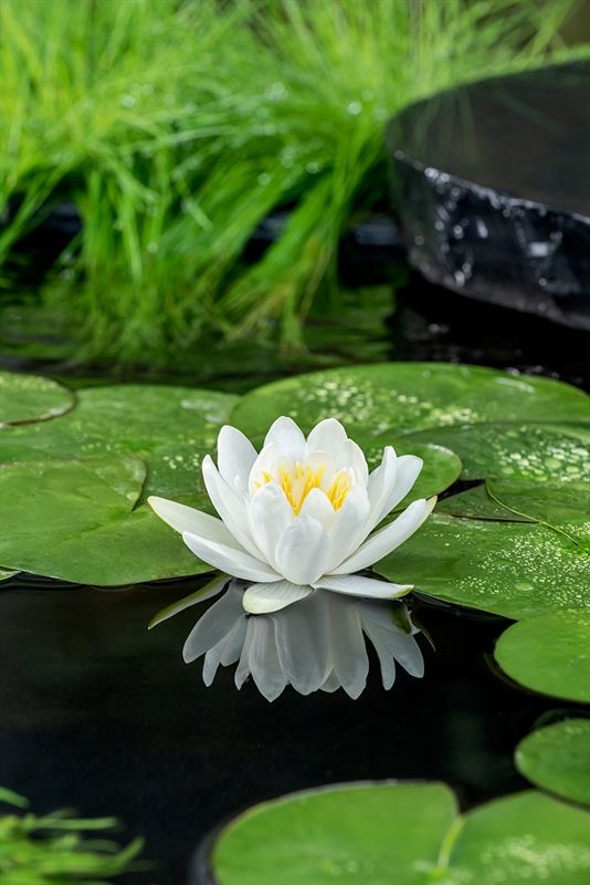Nymphaea Gladstoniana, D 11