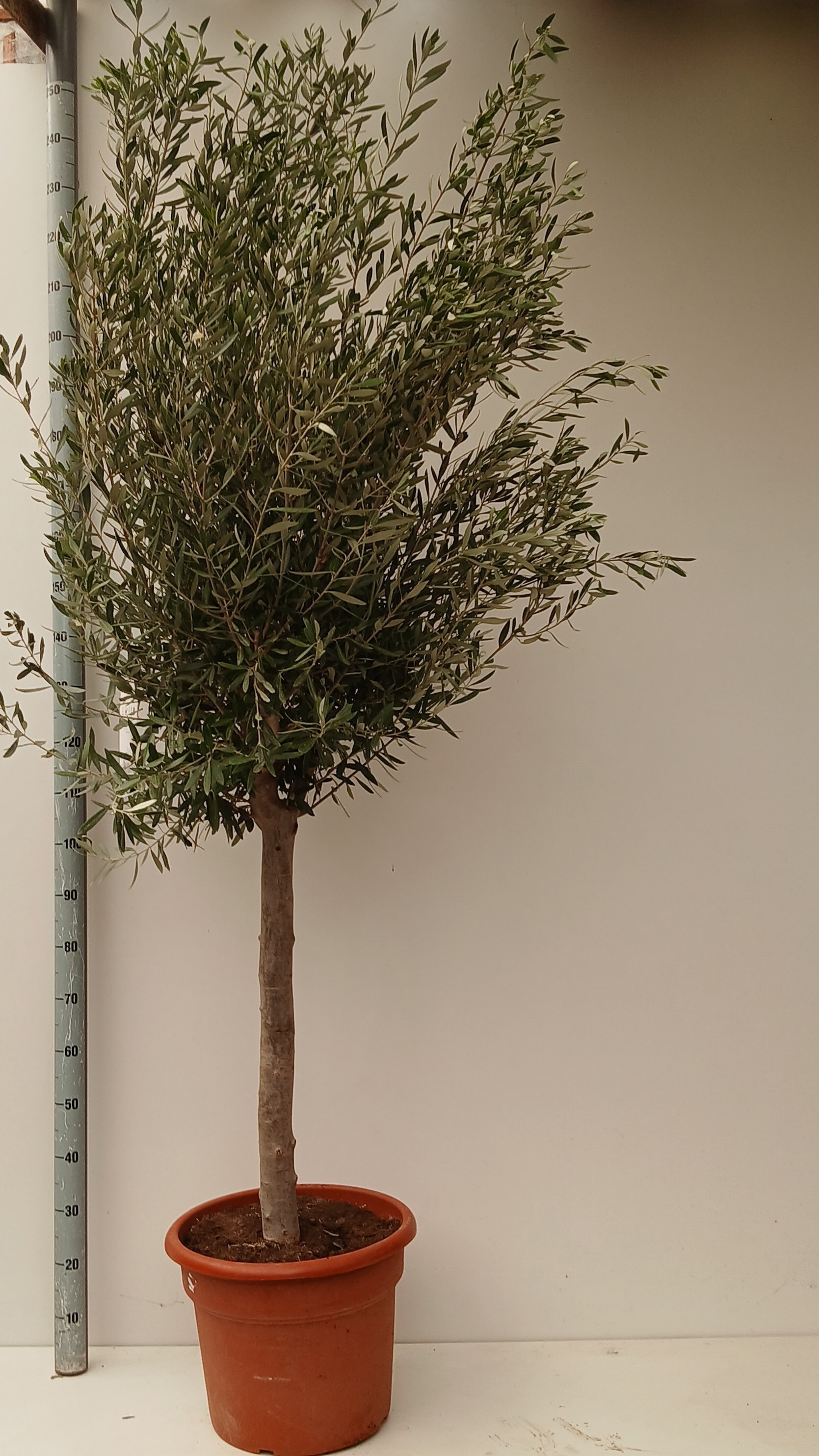 olea europaea, D 40
