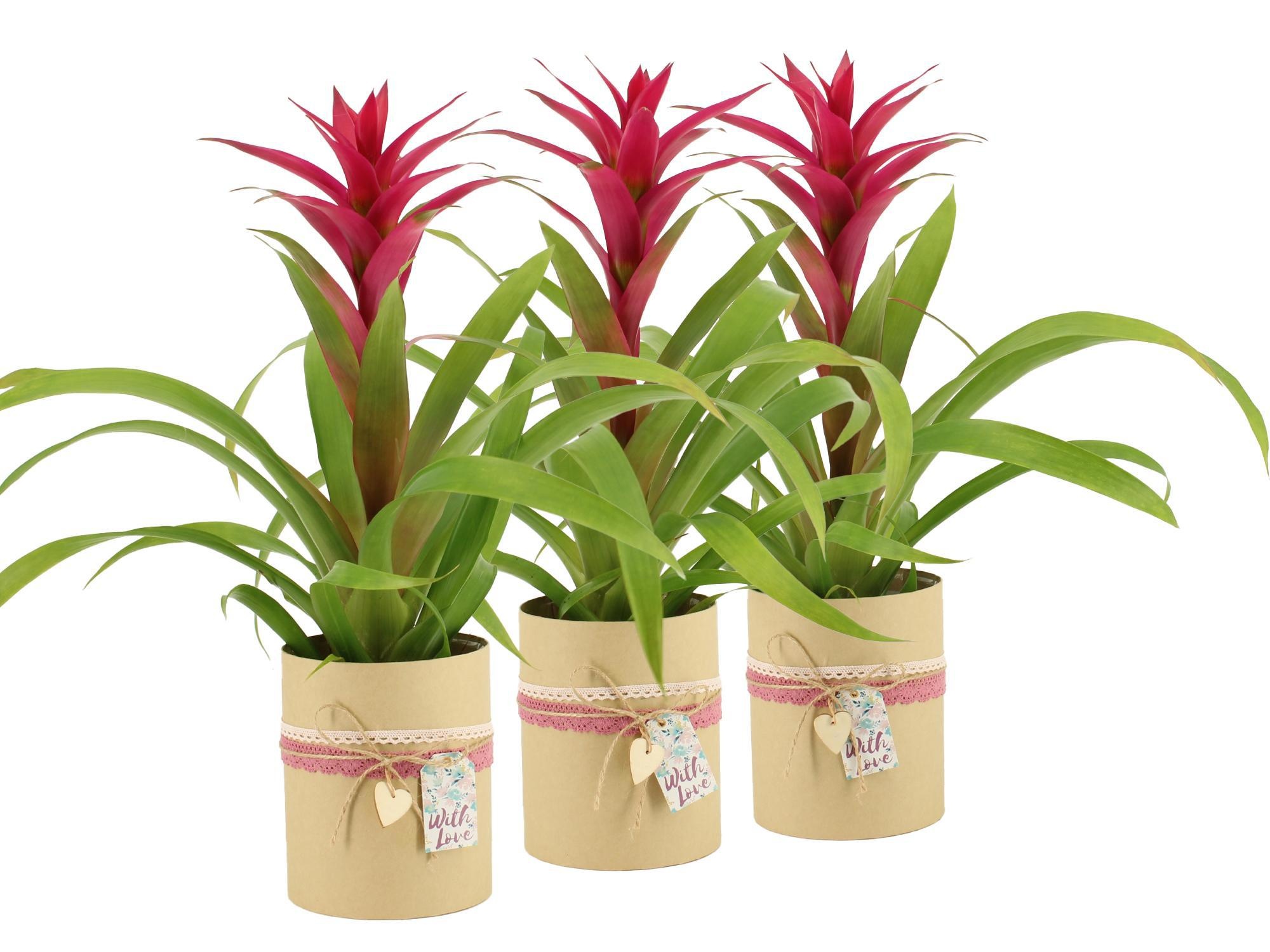 2501177: Solutionss Lovess, D 12