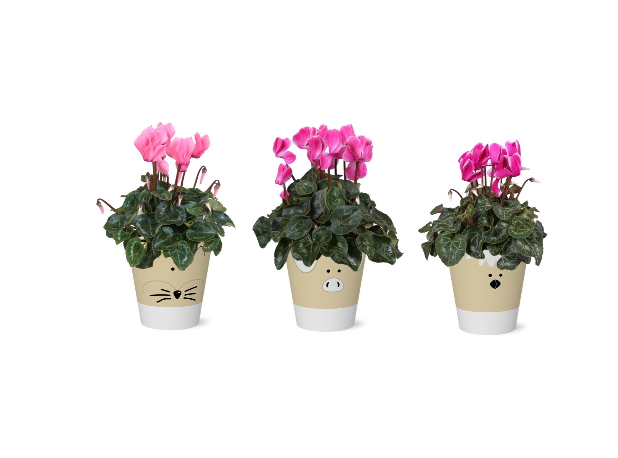 Collectie 'Nature Love' Cyclamen in smartcup Tommy, D 12