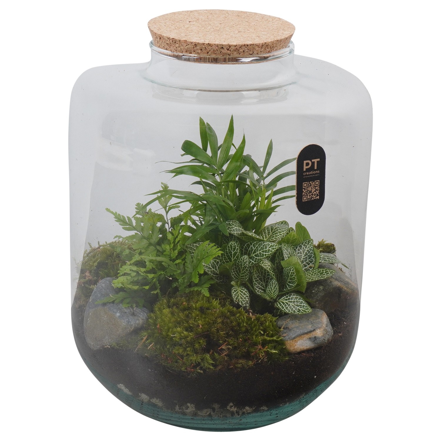 PTTER8127 Arrangement terrarium in glazen terrarium, D 22