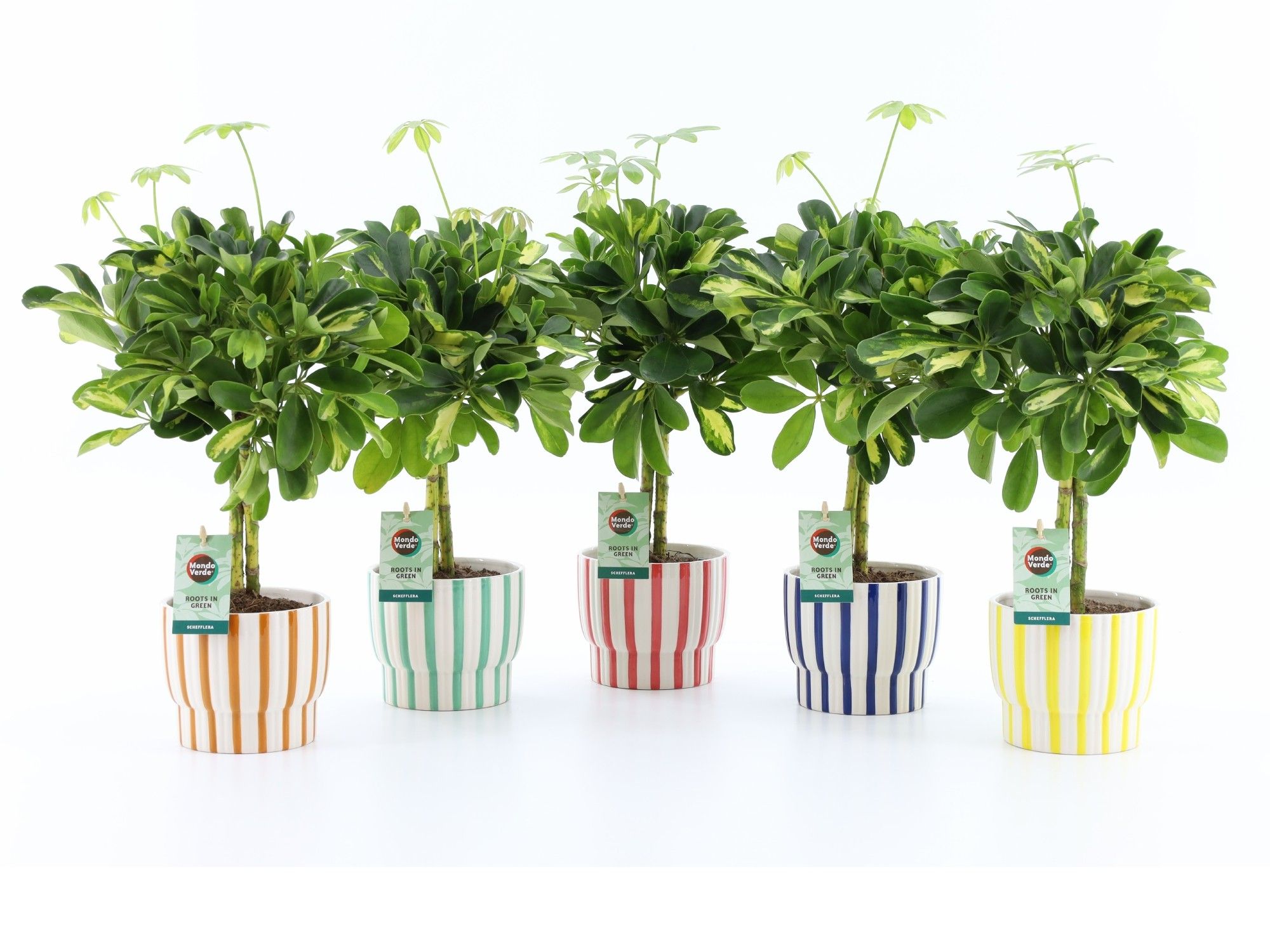 Schefflera Gold Capella in Pastel Stripe, D 13