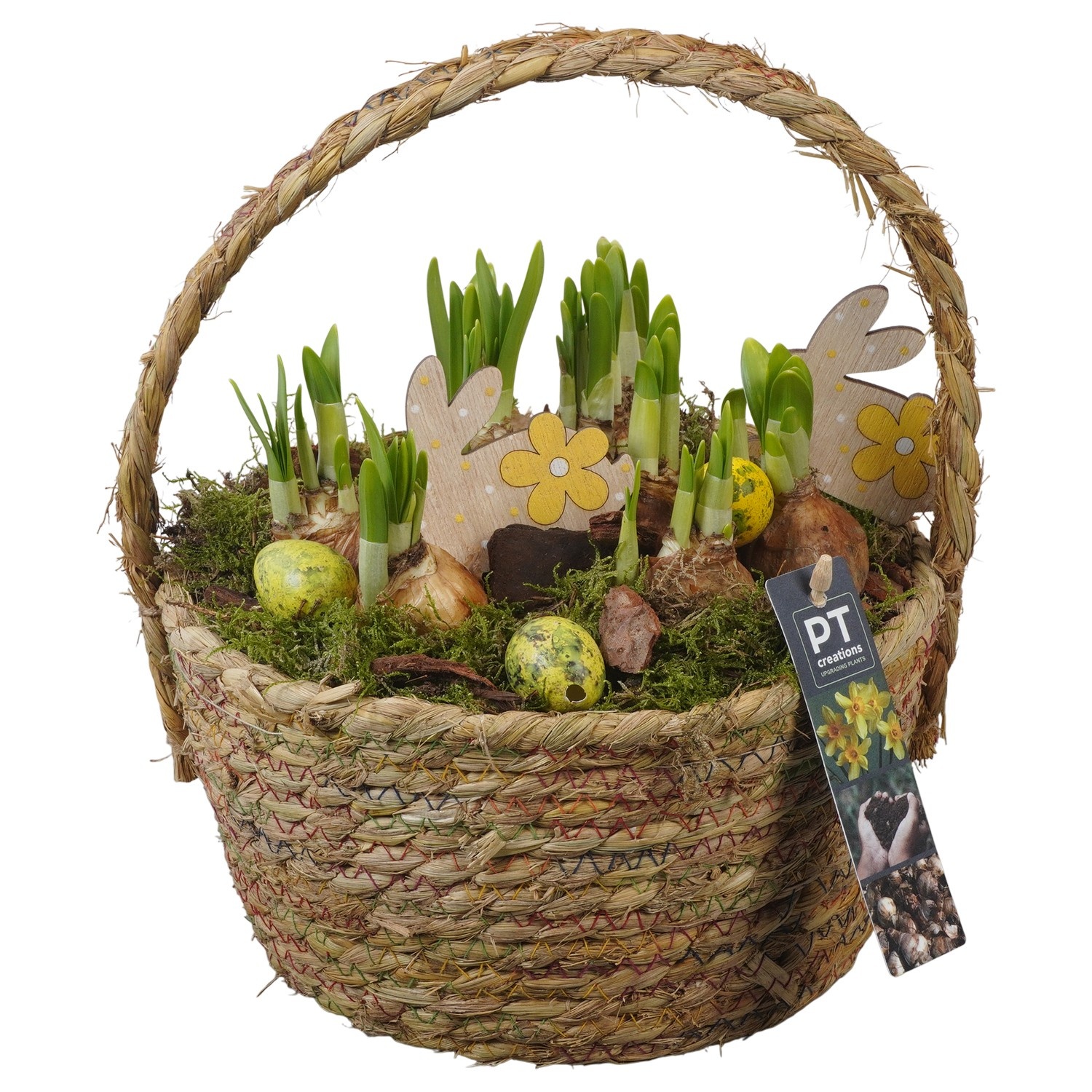 PTNP4453 Arrangement Narcissus Easter in rieten mand, D 22