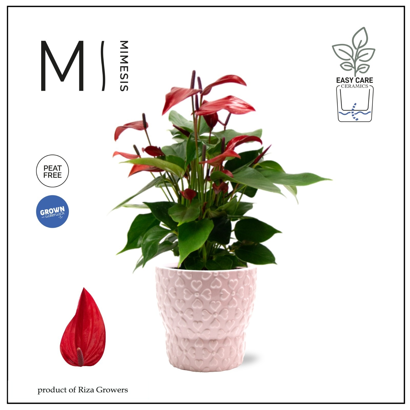 Mimesis Anthurium KARMA Banderola Lava 12cm - Verona, D 12