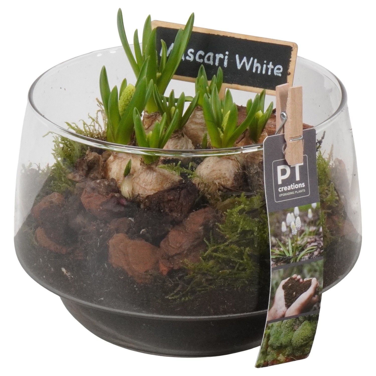 PTWMB8163 Arrangement Muscari White in glazen vaas, D 17