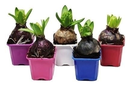 Hyacint gemengd 7cm, D 7