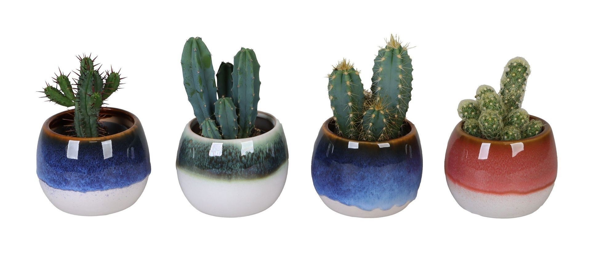 L 67135 With Cactus Mix 6 cm, D 6