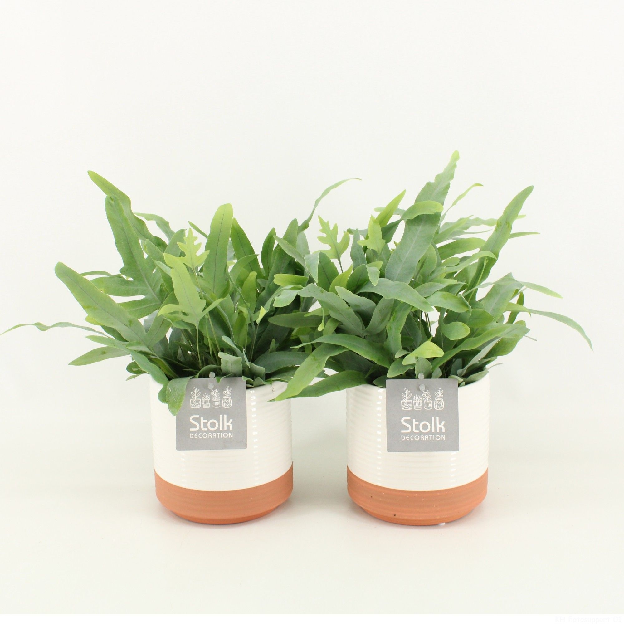 Phlebodium A Blue Star in Milou keramiek, D 13