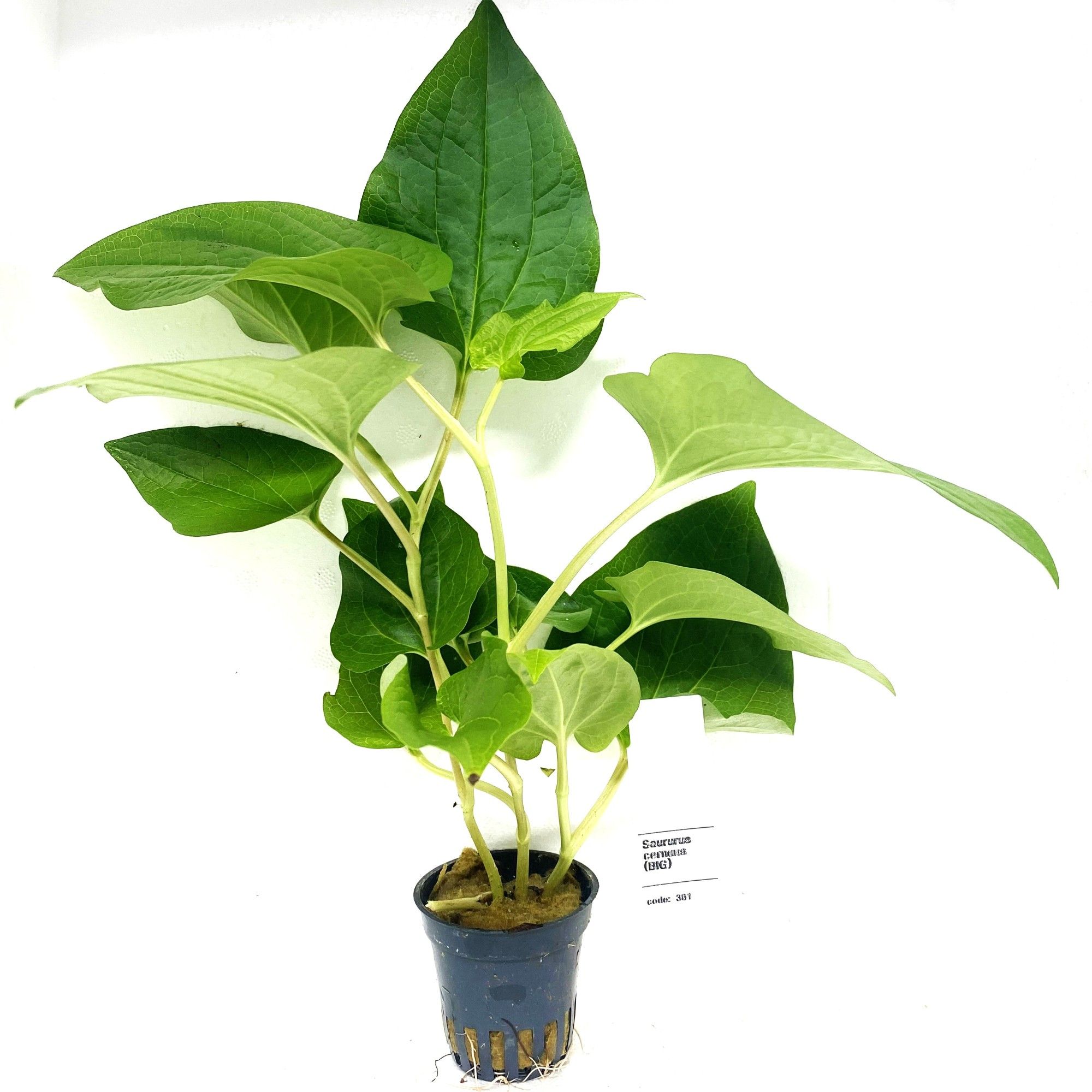 saururus cernuus, D 5