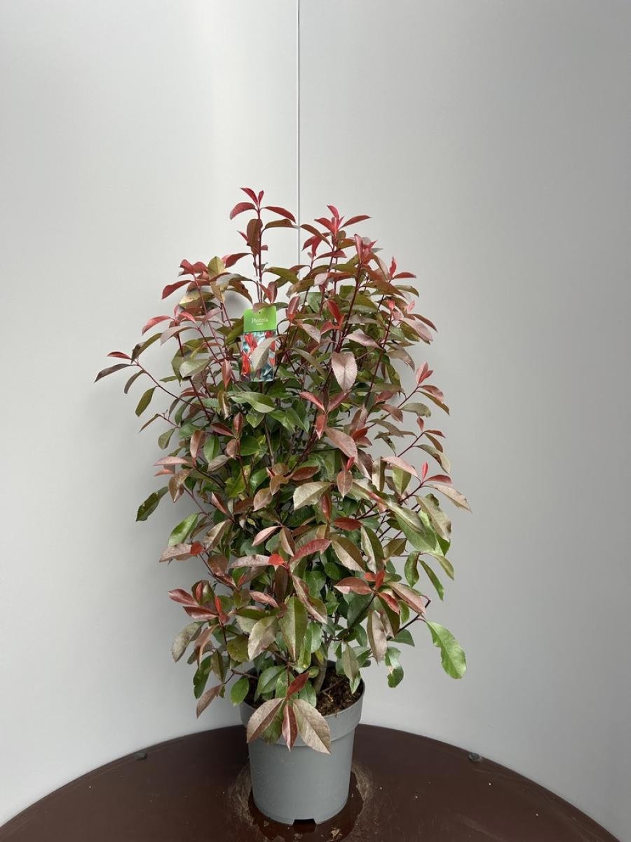 Photinia fraseri 'Red Robin', D 28