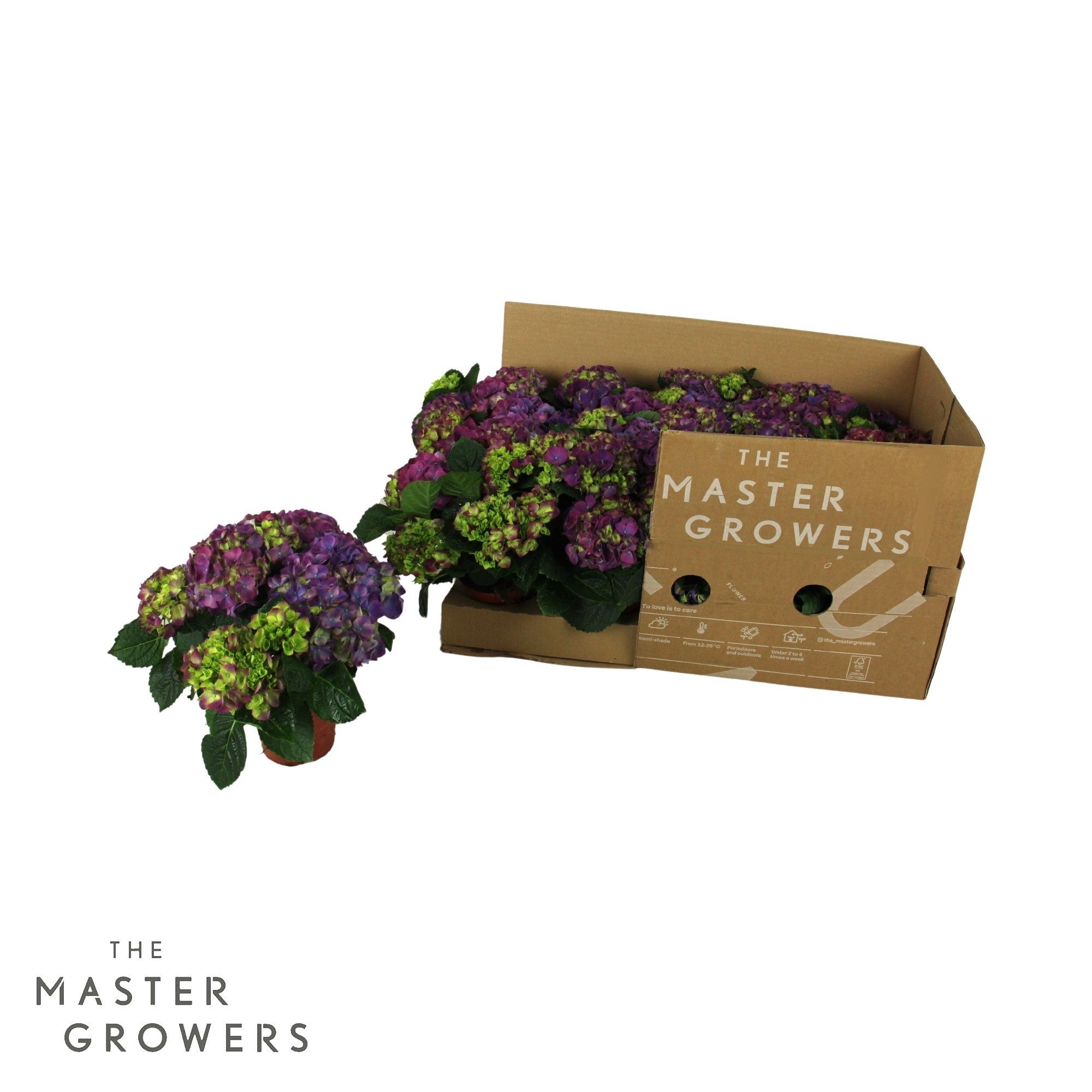 Hydrangea macr. 10cm Ningbo ECO, D 10