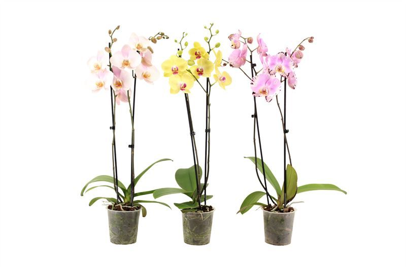 Phal mix 2T18+, D 12