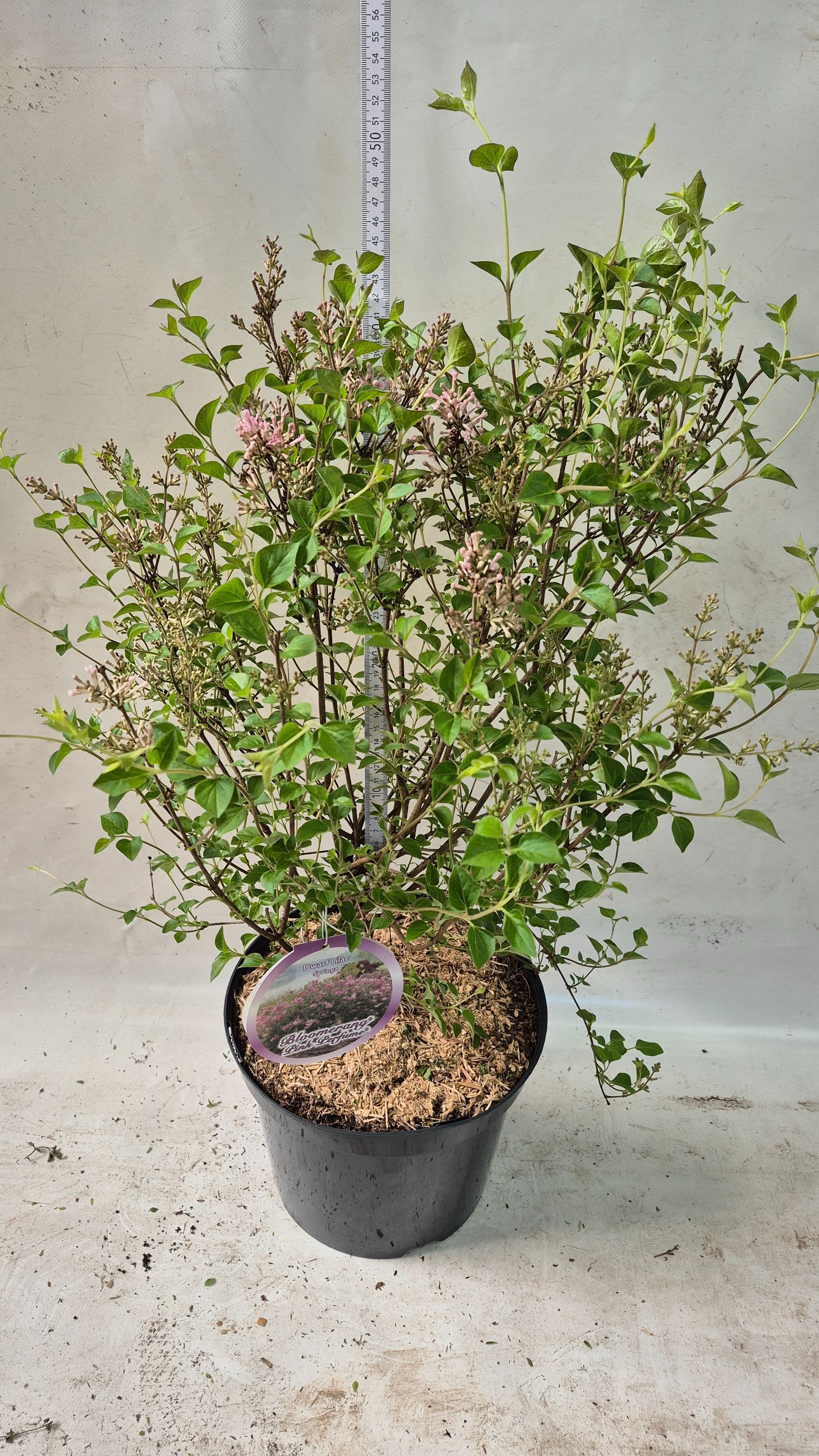 Syringa mey. 'Pink Perfume', D 26