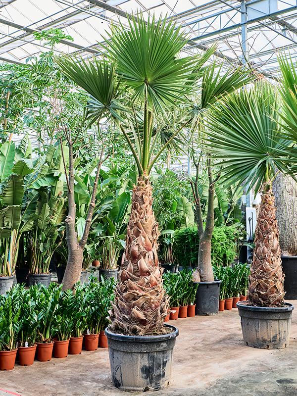 Washingtonia robusta 'Hybrid' (330-380), D 70