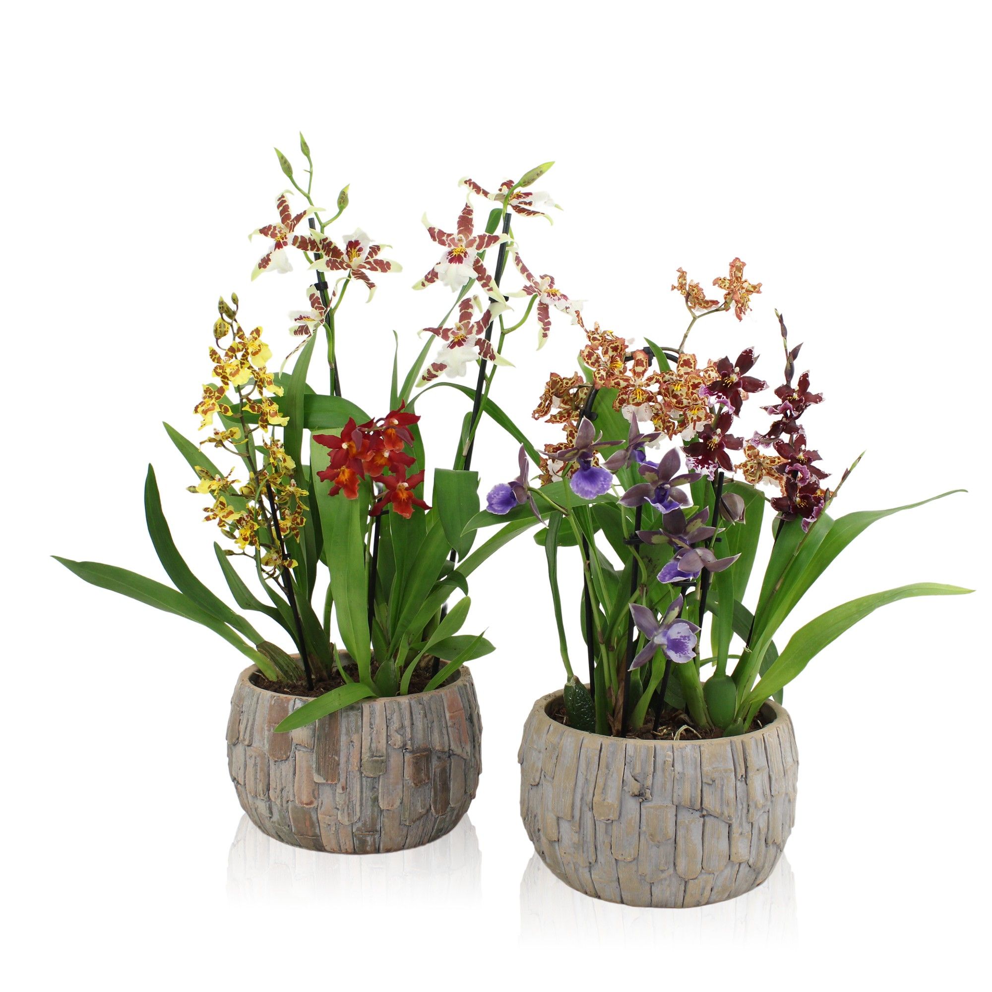 Inca Orchid arrangement ø22, D 22