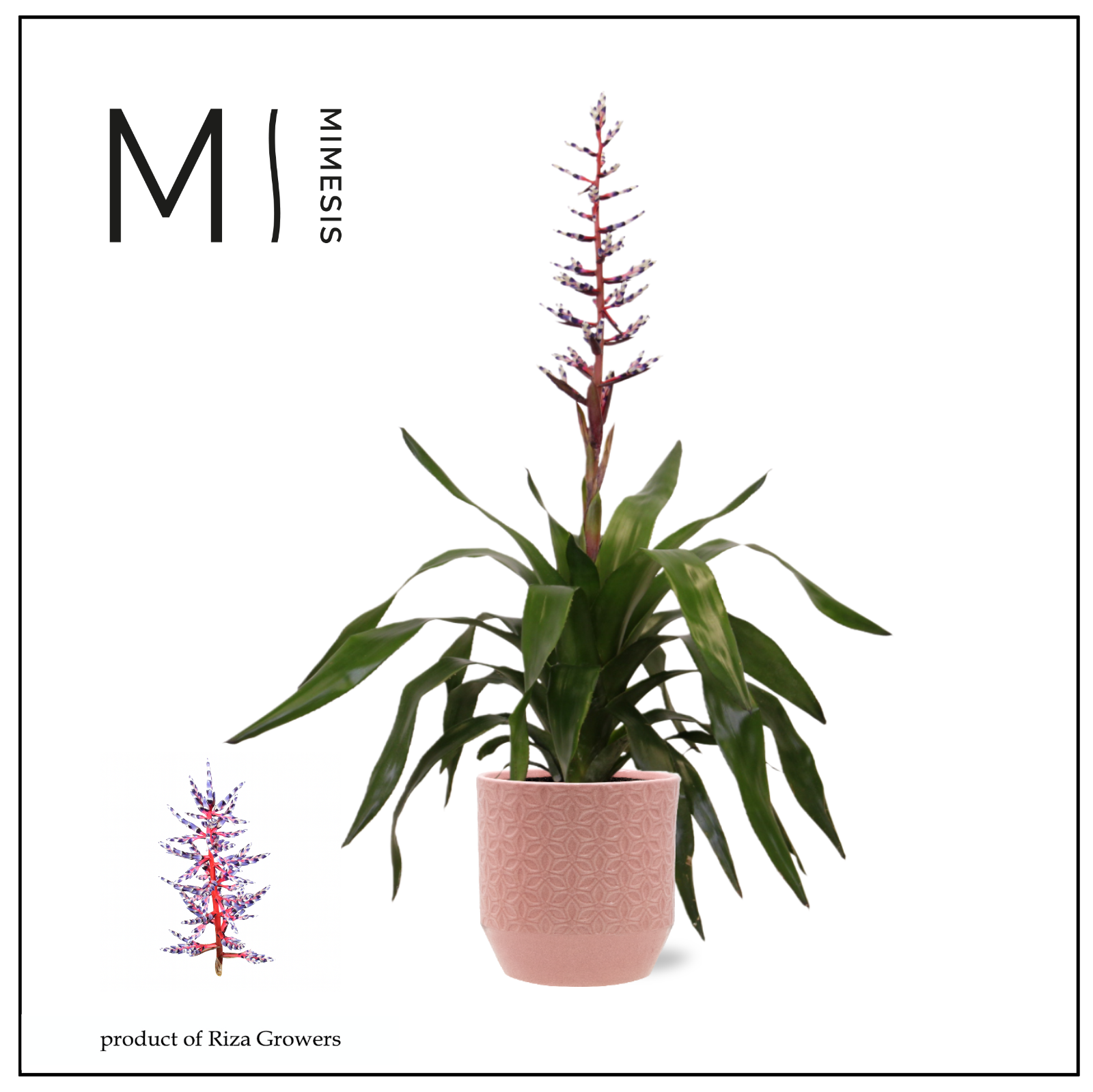 Aechmea Blue Rain - 12cm in Tala | Mimesis, D 12
