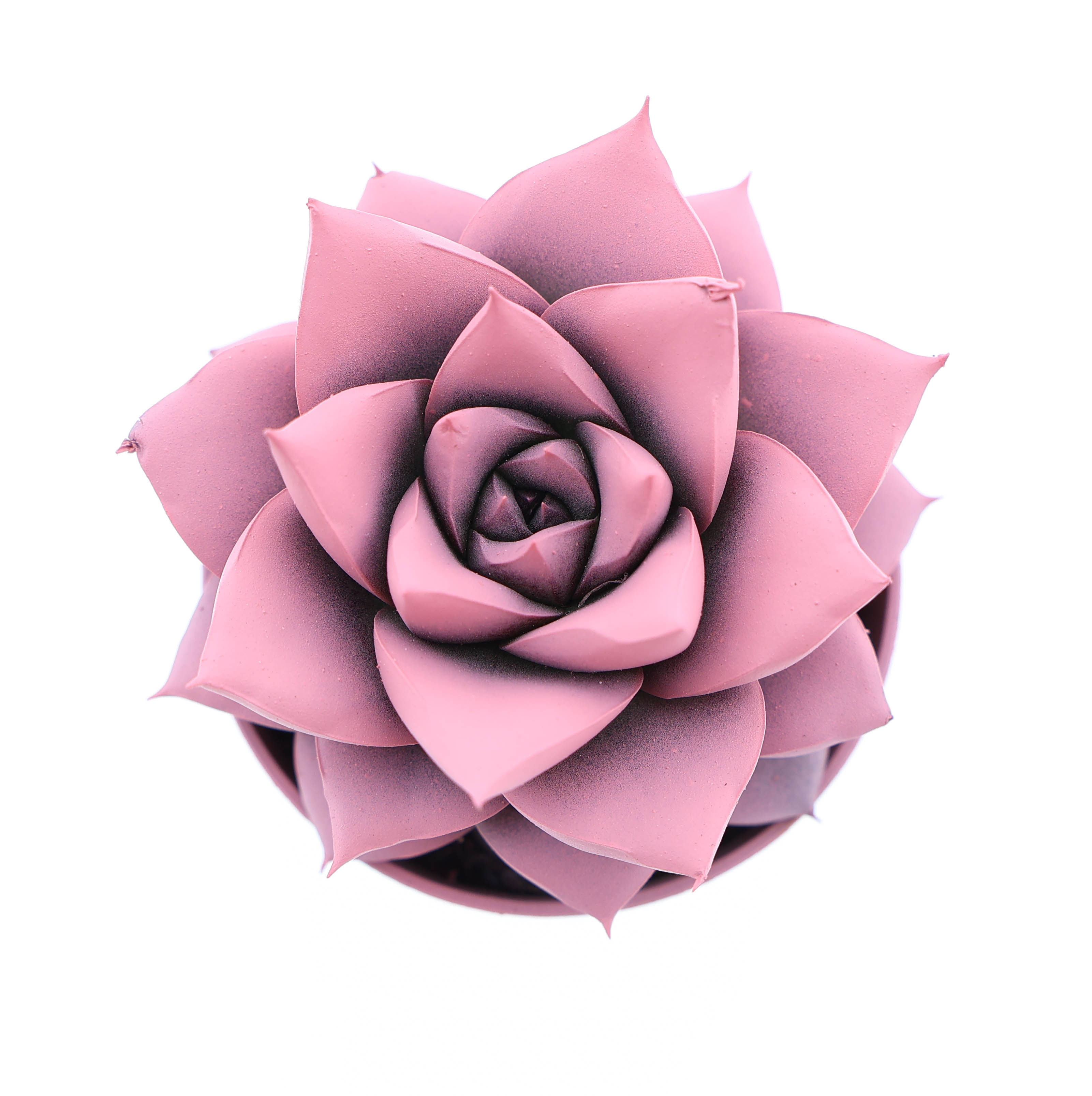 Rainbow purper rose, D 5,5