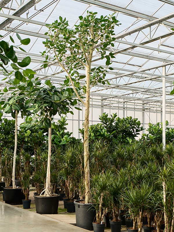 Ficus benghalensis 'Audrey', D 70