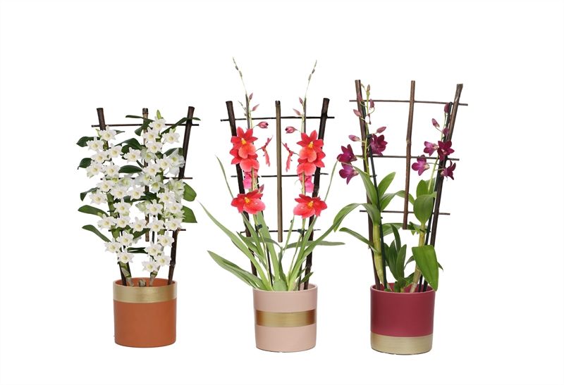 Dolomite p12 Horizon nude mix Orchideeen mix 2T op rek, D 12