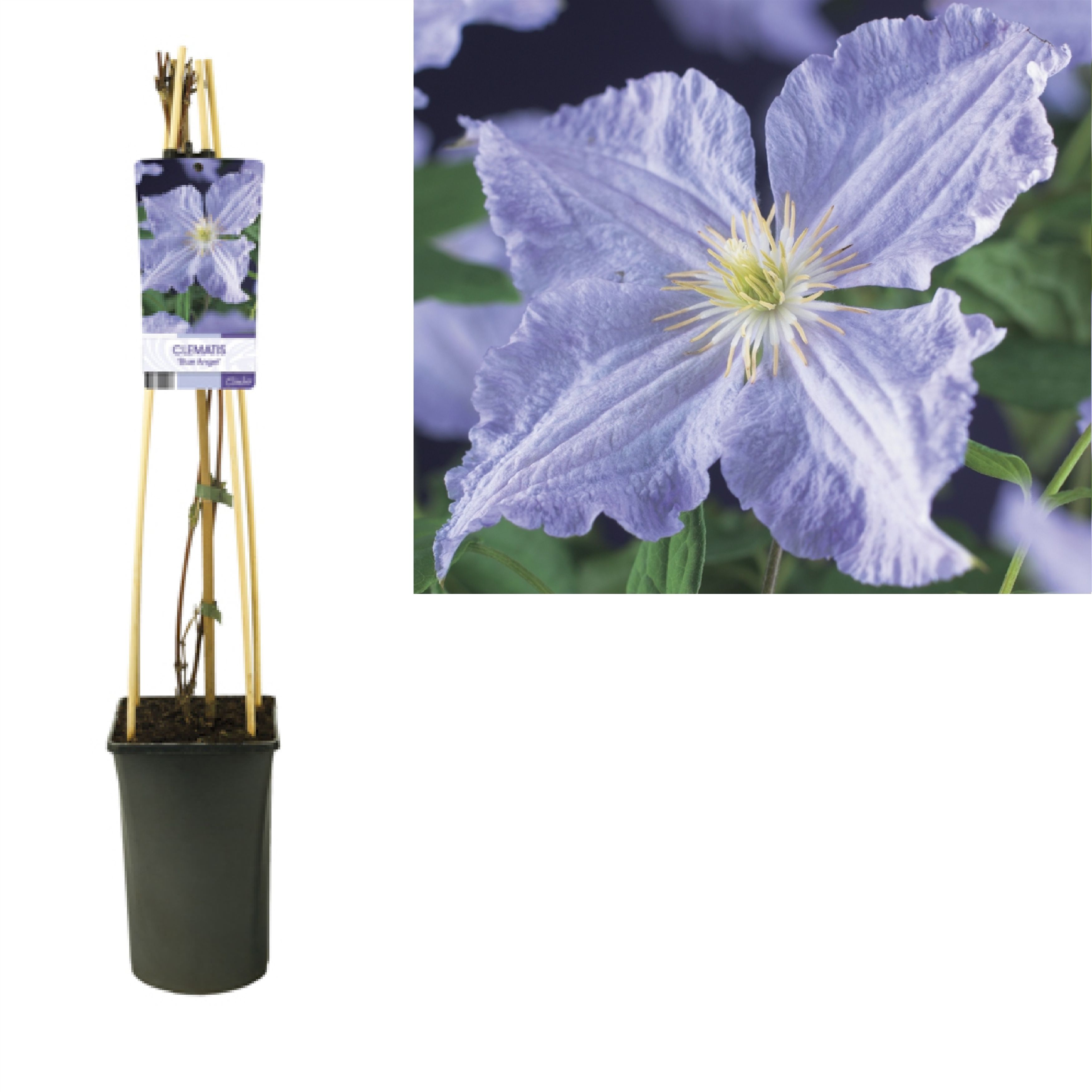 Clematis 'Blue Angel' +light label, D 17