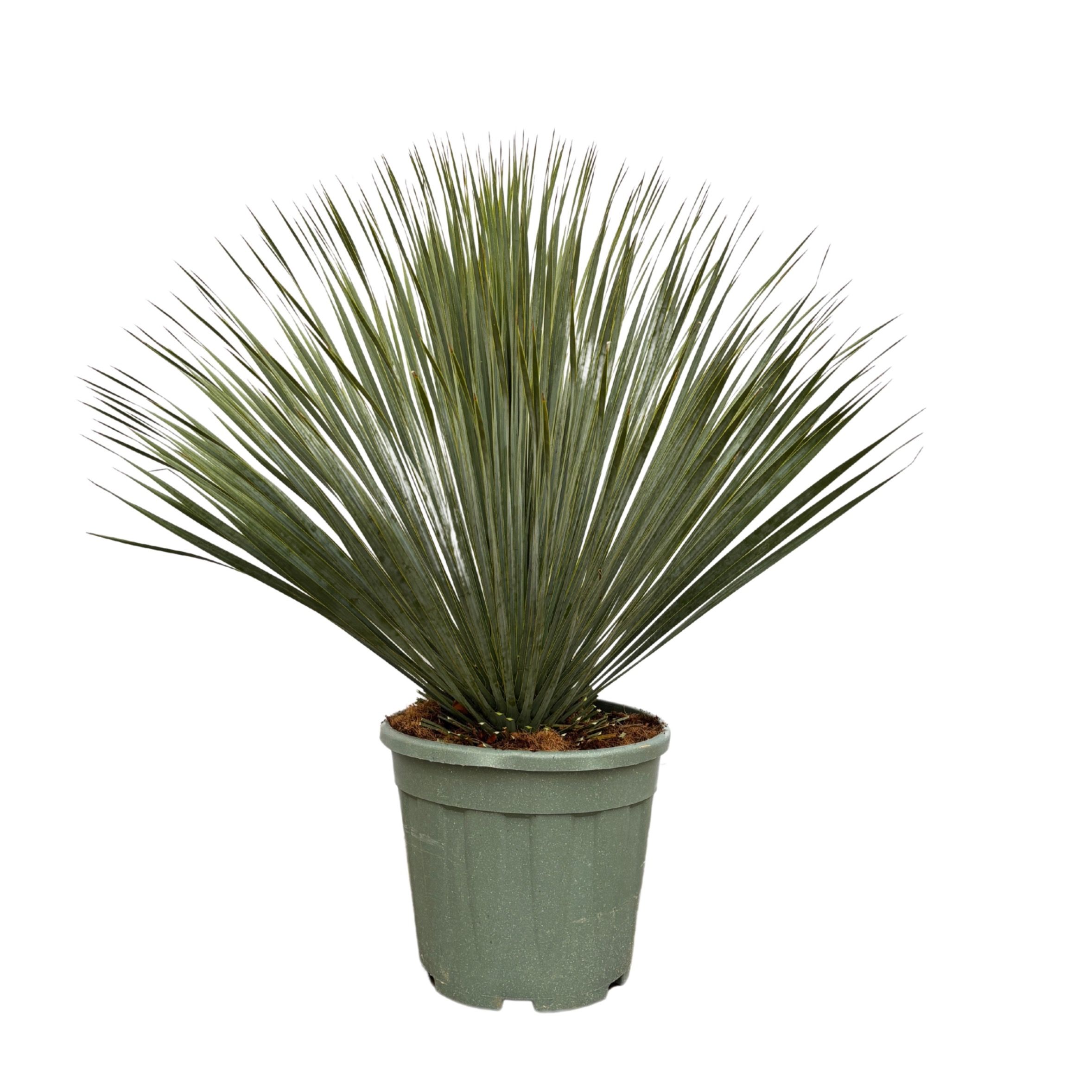 Yucca Rostrata Bush - 100cm, D 40