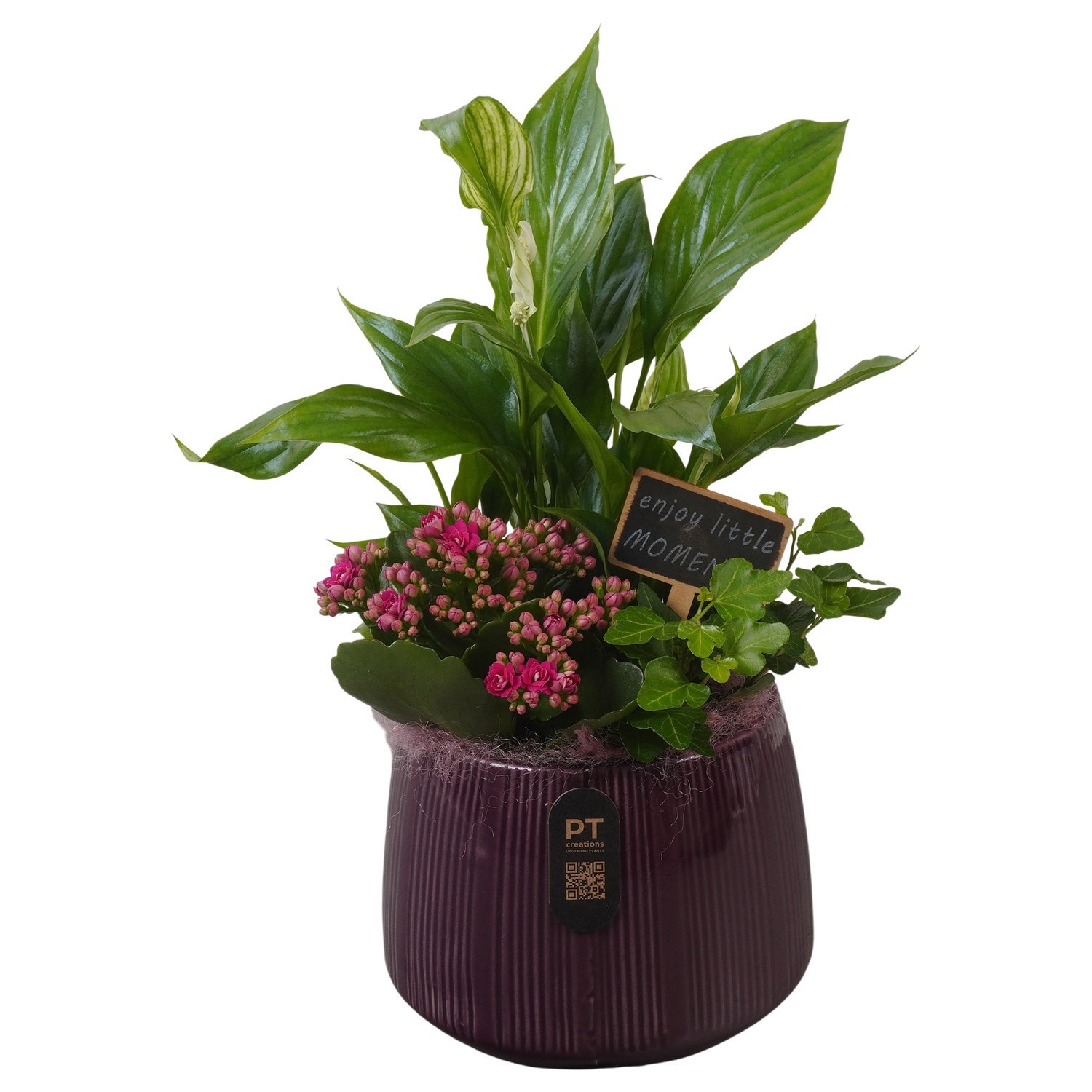 PTIB5175 Arrangement Indoor in keramiek pot, D 16