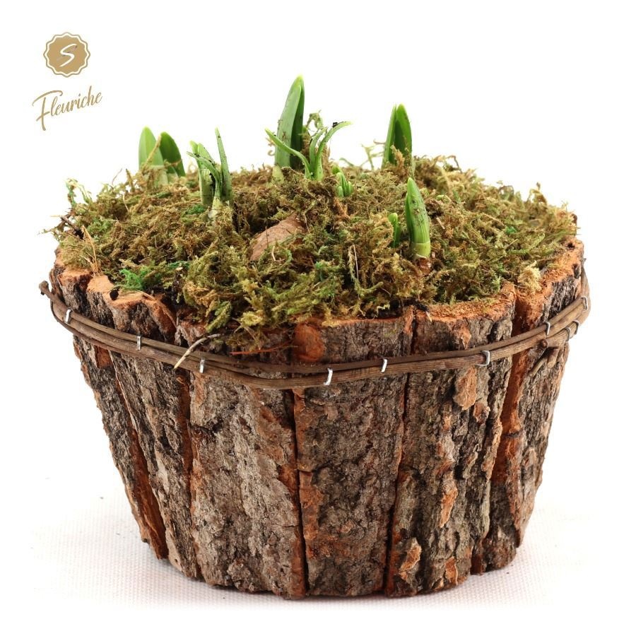 (DN501) Narcissus Bark Box Round Mos, D 15