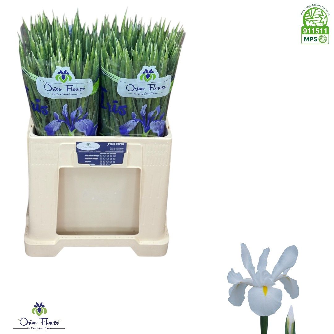 Ирис Вайт Мэджик, шт.