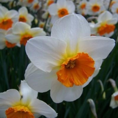 NARCISSUS CYCLAMINEUS 'BARRET BRAWNING', D 11