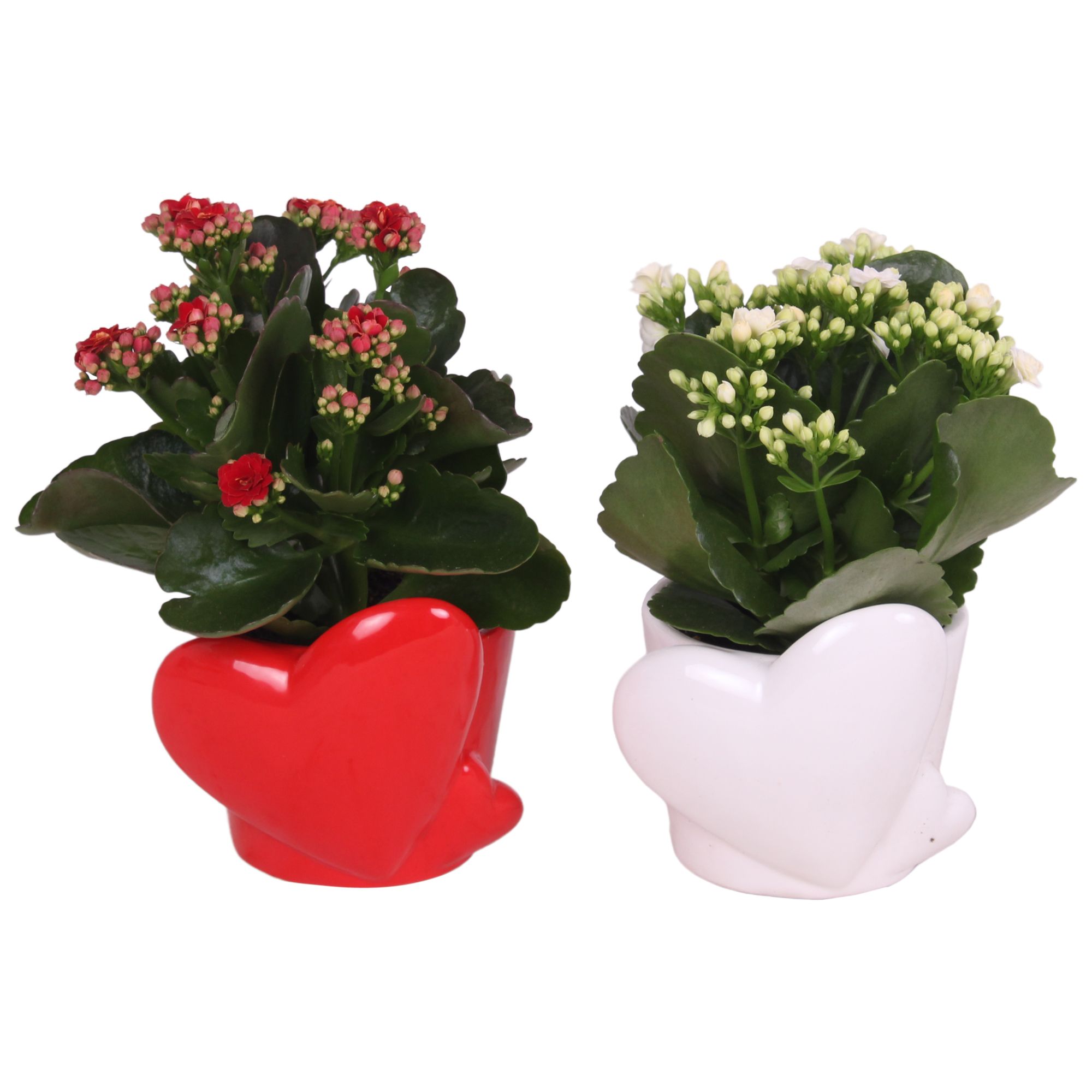 Valentine Arr. Indoor Ceramic Heart pot Red/White Ø12cm 1PP, D 12