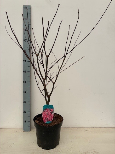 Acer palmatum 'Red Emperor' P26 Full CC, D 26