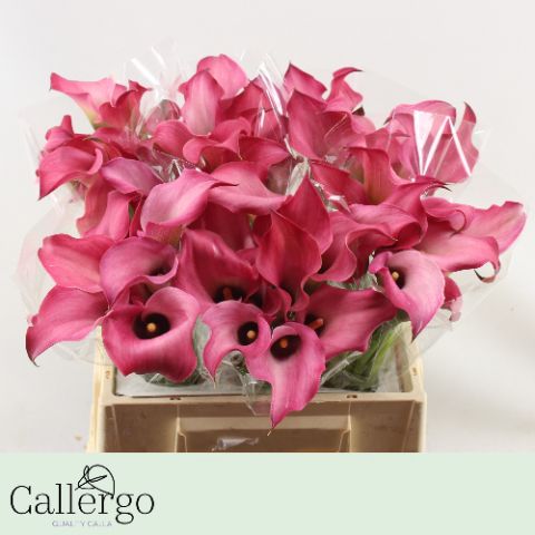 Калла Зазу 40, шт.