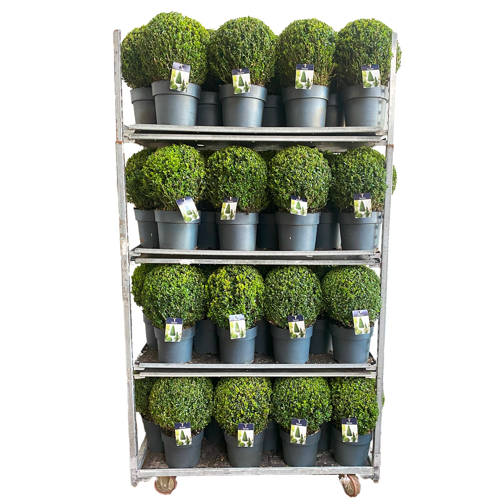 KAR: Buxus semp Bol 30-35 cm c7.5/p24, D 24