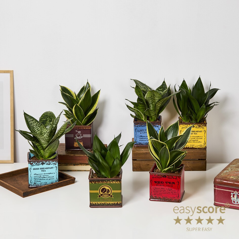 SANSEVIERIA MIX 31122003 Tea Time 11 cm, D 12