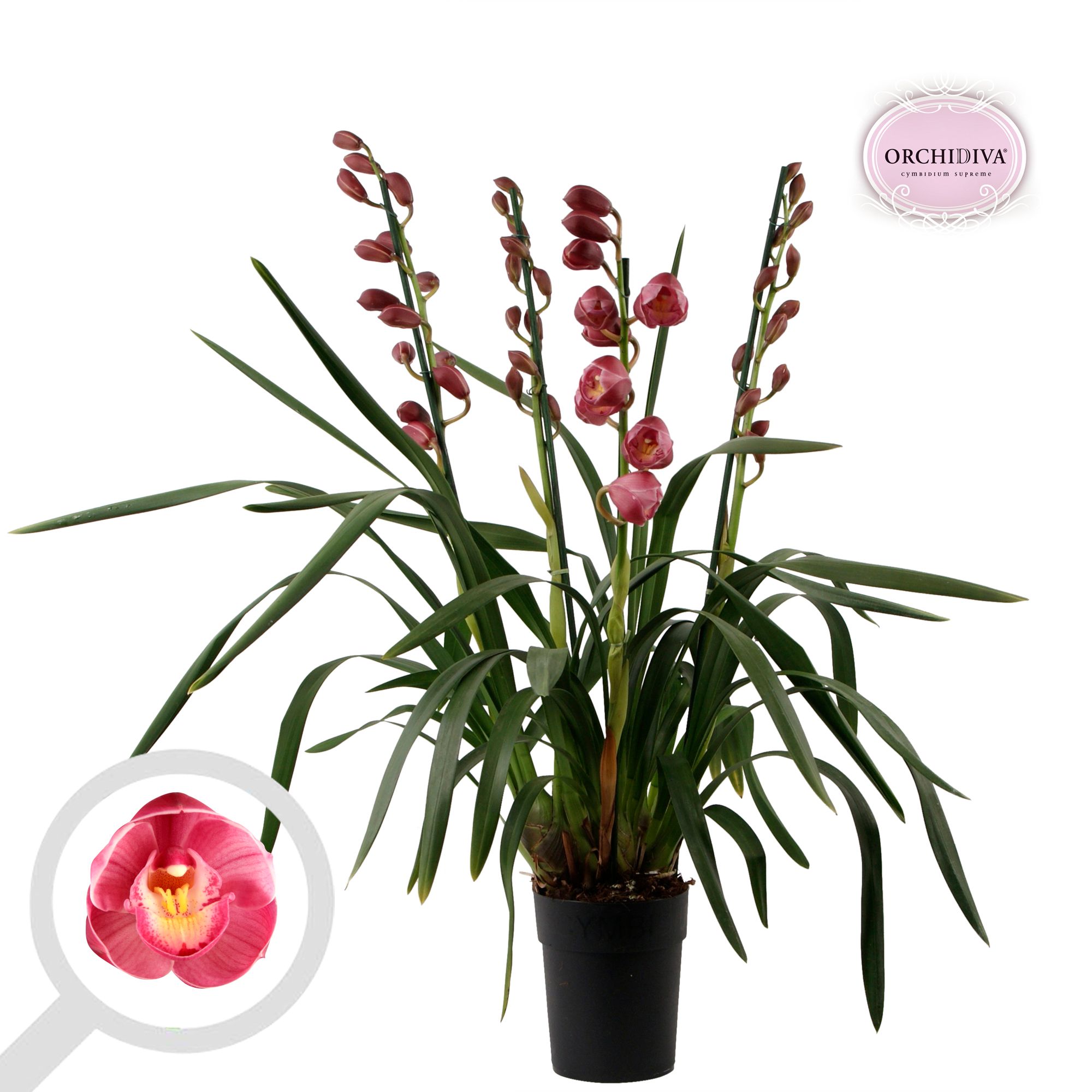 Cymbidium Chusanne 3-4 tak, D 14