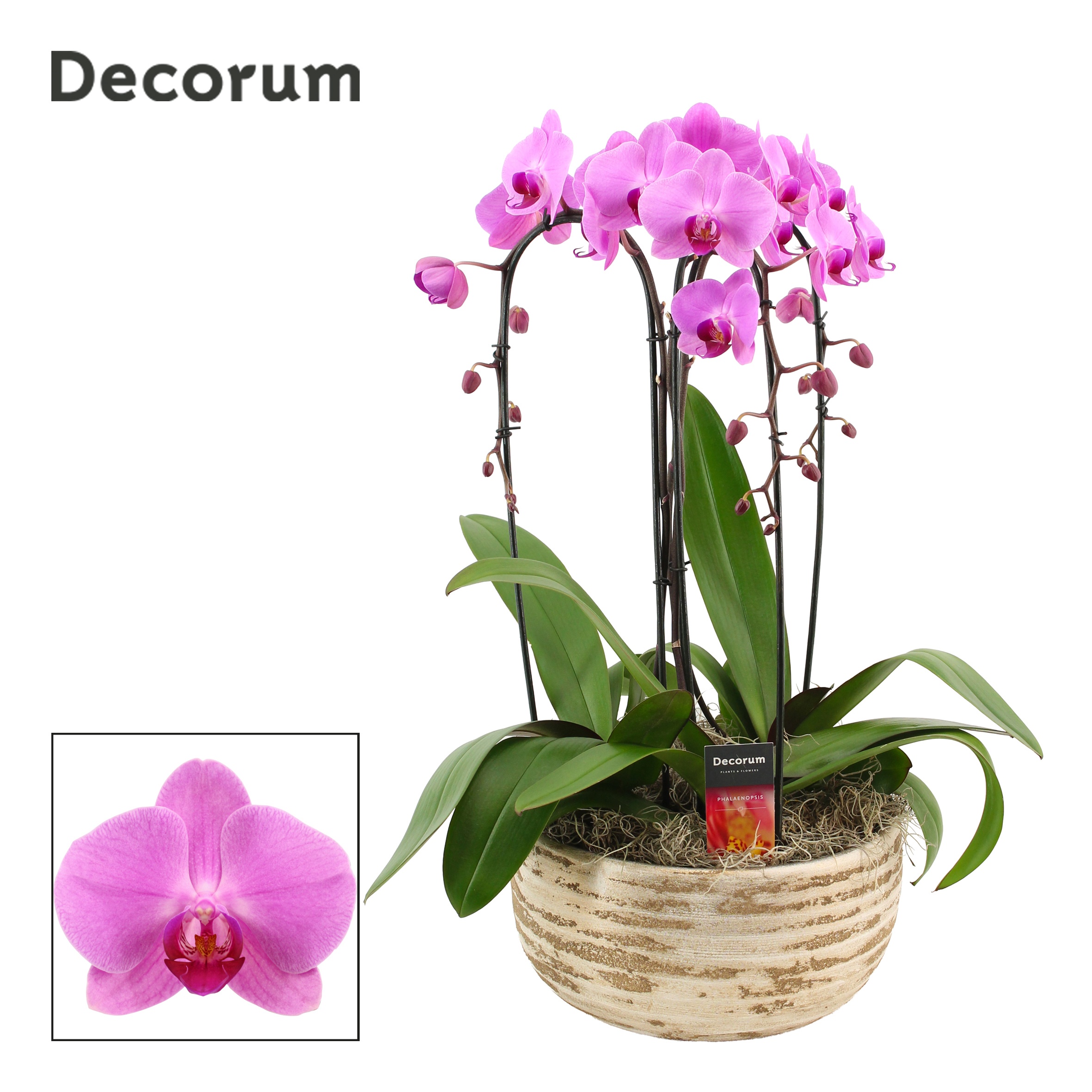 Luna cascade 3 tak symphony pink (Deco-collection), D 27