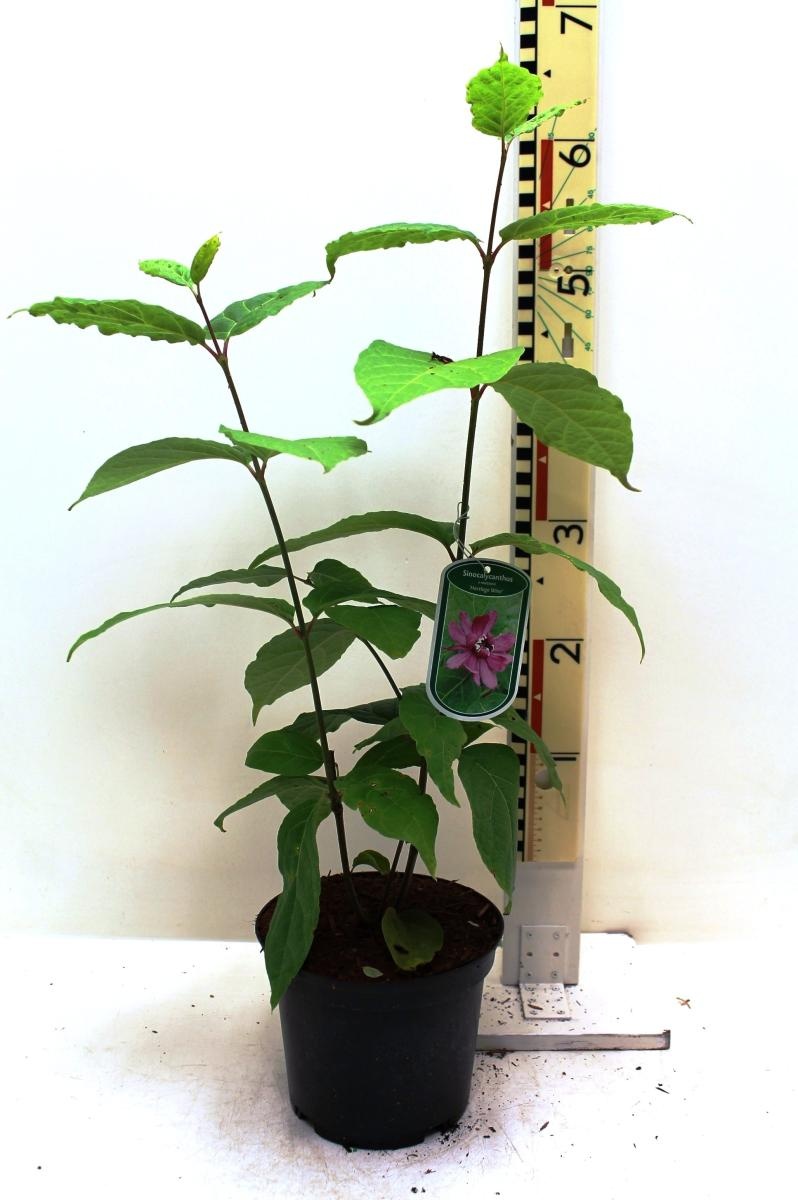 Calycanthus r. 'Hartlage Wine', D 19