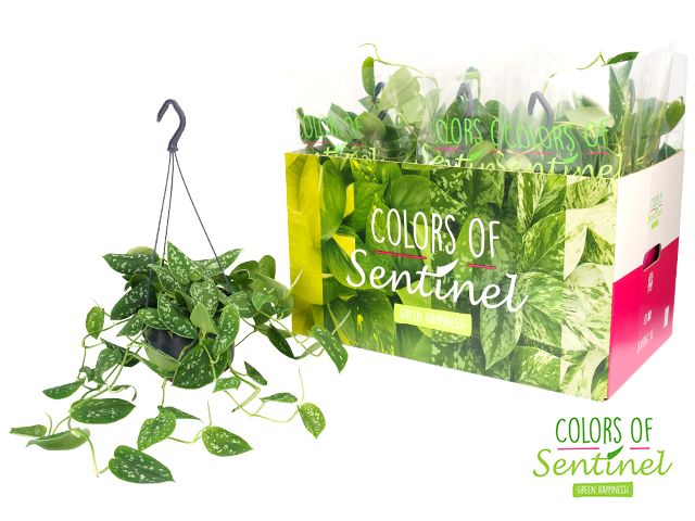 Scindapsus Pictus Argyraeus - Hangpot, D 15