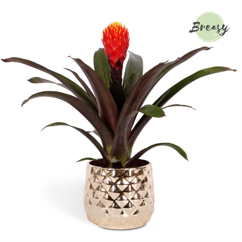 Guzmania Rockyflower Tala - 13cm in Royal Crown | Mimesis, D 12