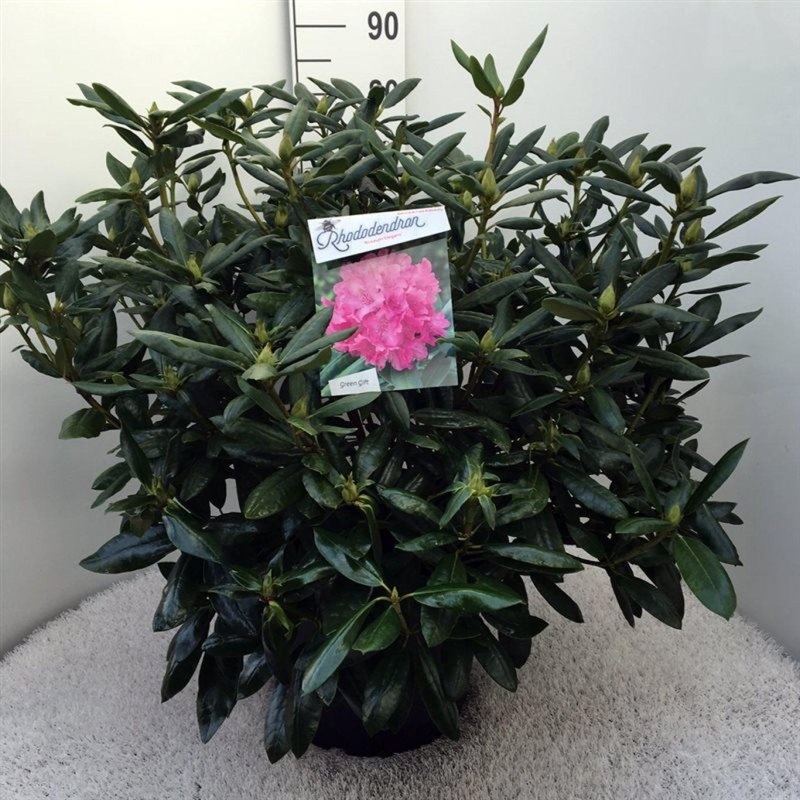Rhododendron 'Roseum Elegans', D 38