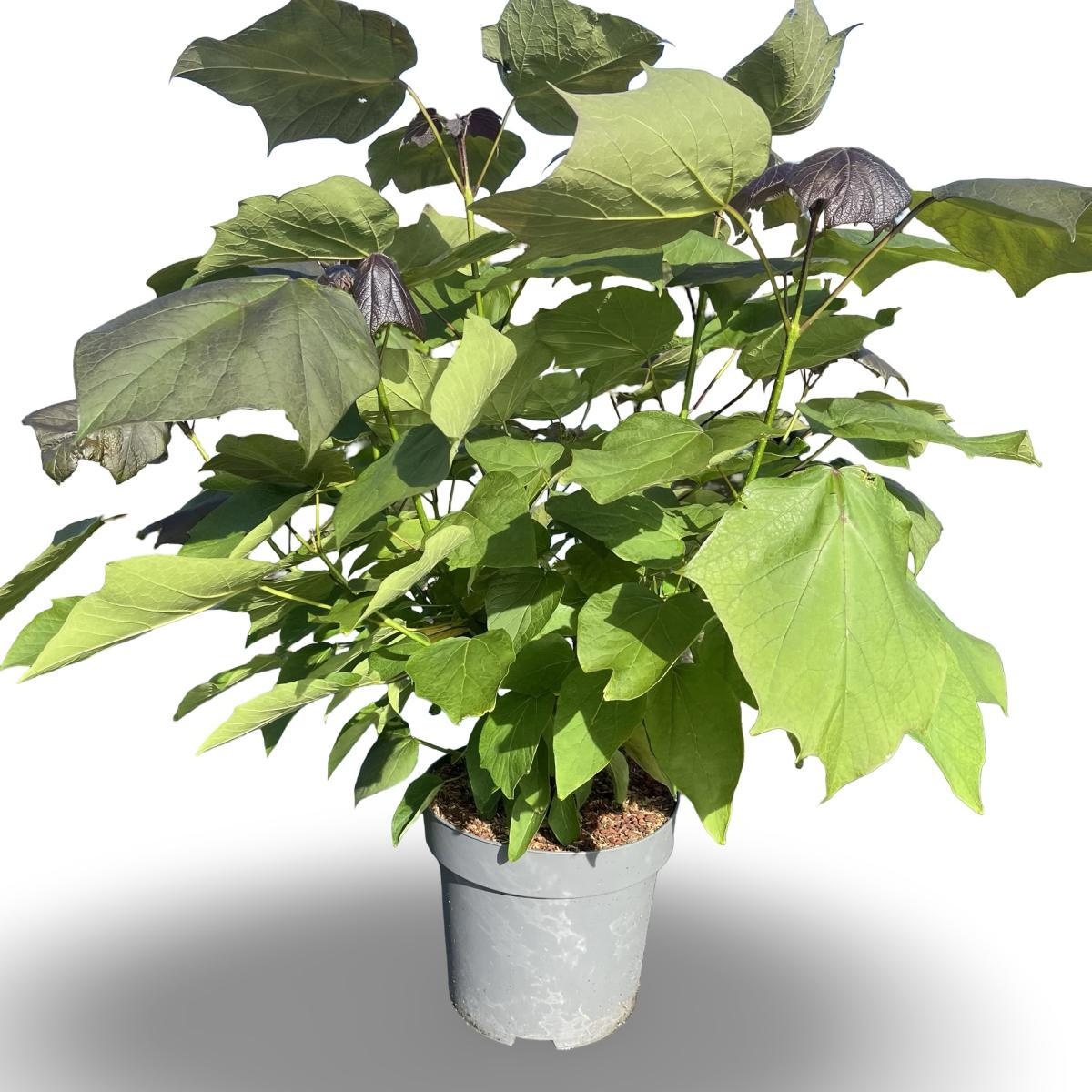 Catalpa erubescens 'Purpurea', D 31