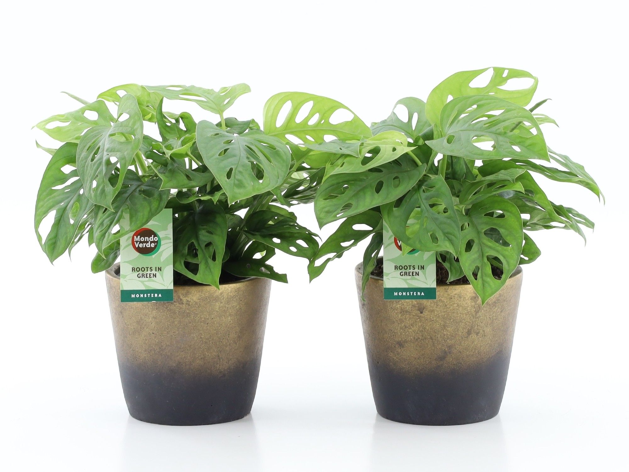 Monstera Adansonii in Lunar keramiek, D 13