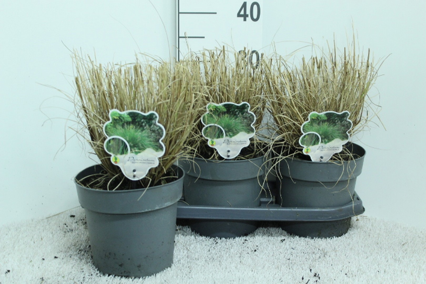 Pennisetum alop. 'Hameln' P19, D 19