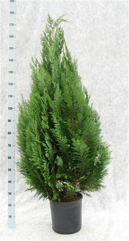 Chamaecyparis lawsoniana 'White Spot', D 31