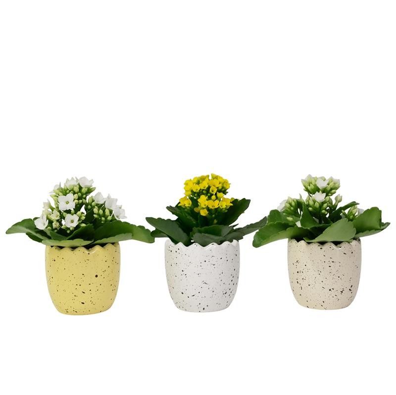 Hatched with Kalanchoe, D 6