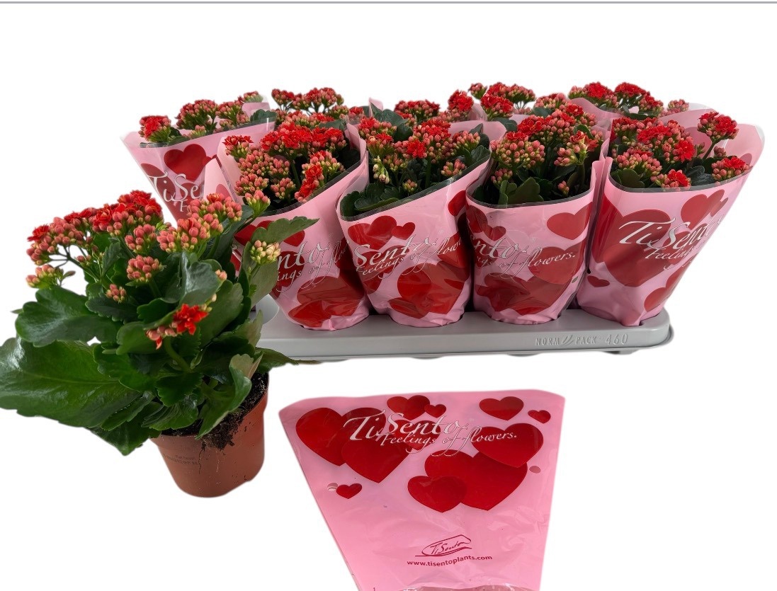 Calandiva 12 cm - Valentijn love rood, D 12