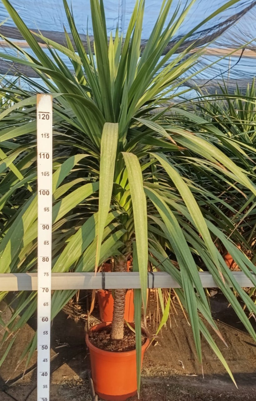 Cordyline indivisa Peko C33, D 33