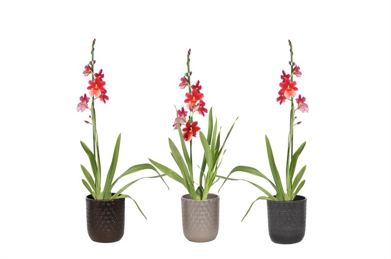 Vera p12 symmetric mix Cambria Nelly Isler 1T08+, D 12