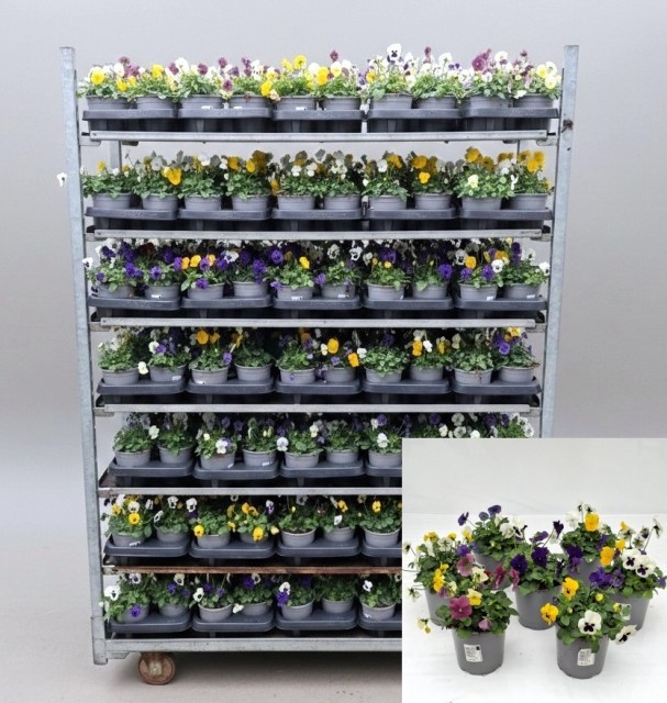 Viola cornuta Trio, D 13